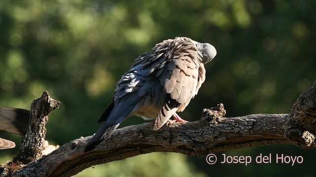 Common Wood-Pigeon - ML637360774
