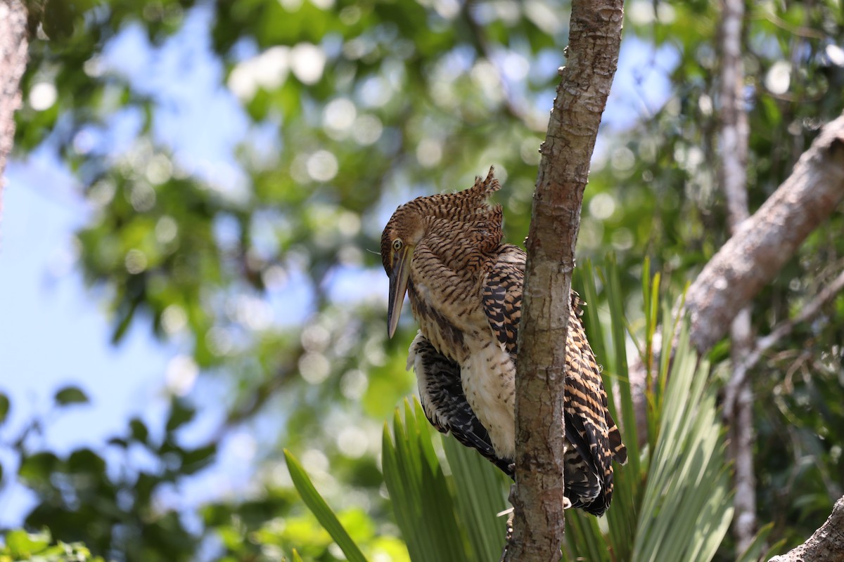 Bare-throated Tiger-Heron - ML637360800