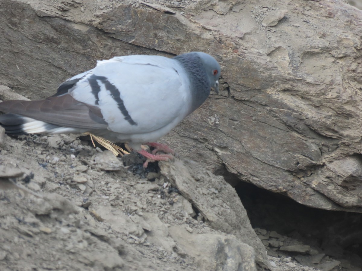 Pigeon des rochers - ML637360850