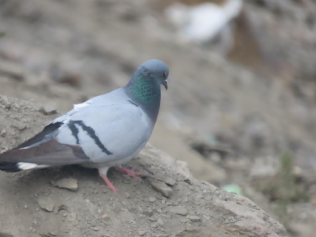 Pigeon des rochers - ML637360851