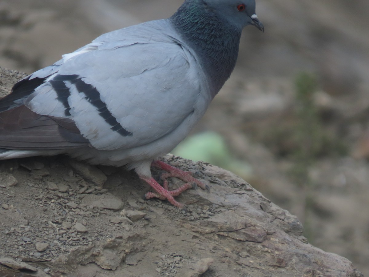 Pigeon des rochers - ML637360855