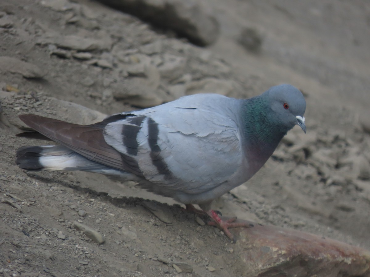 Pigeon des rochers - ML637360857