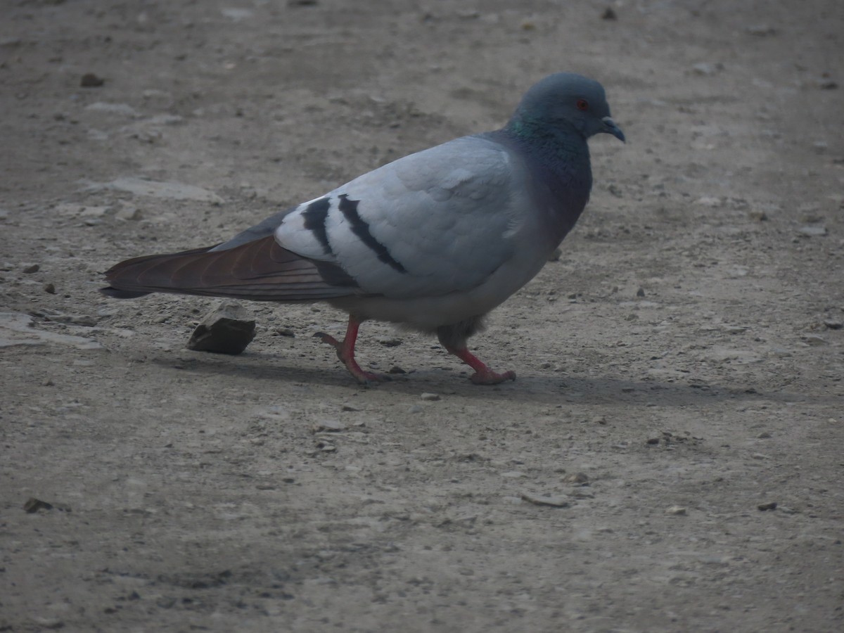 Pigeon des rochers - ML637360914