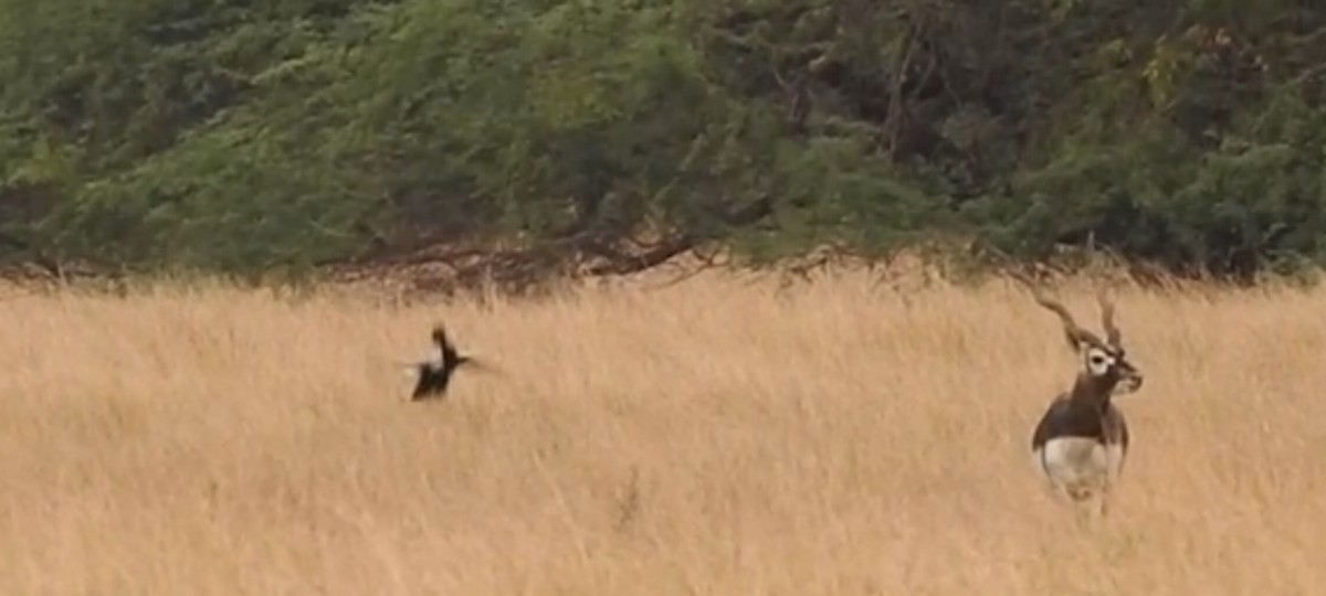 Lesser Florican - ML637360965