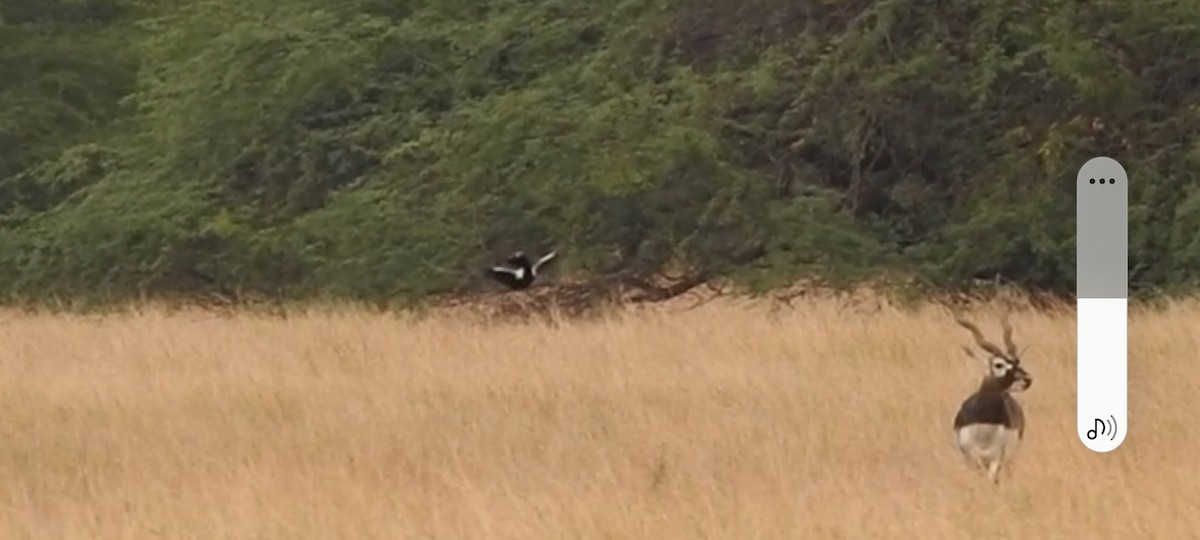 Lesser Florican - ML637360966