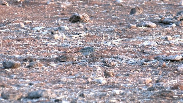 Australian Pipit - ML637360986