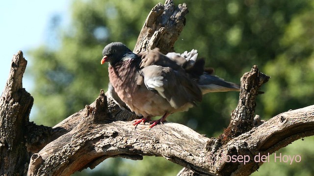 Common Wood-Pigeon - ML637360988