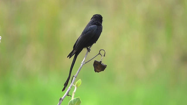 Black Drongo - ML637360998