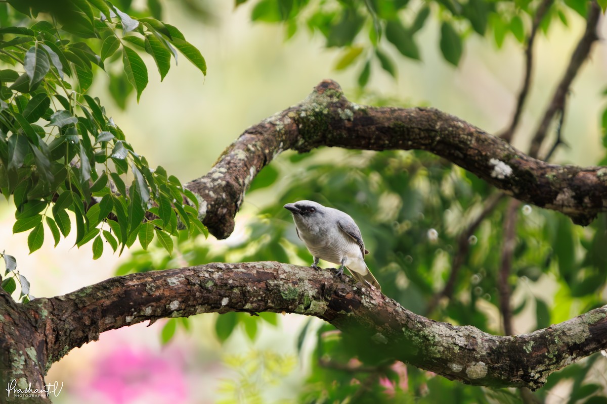 Indian Cuckooshrike - ML637361148