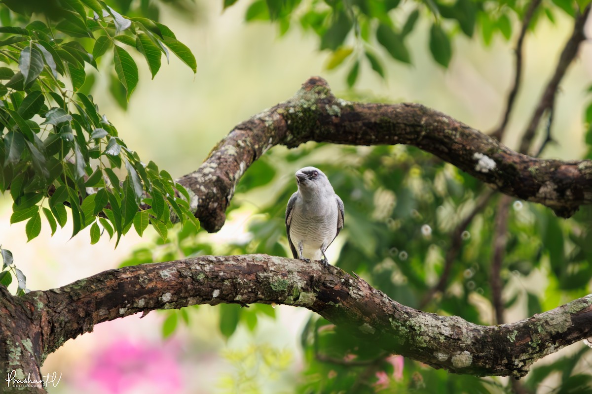 Indian Cuckooshrike - ML637361149