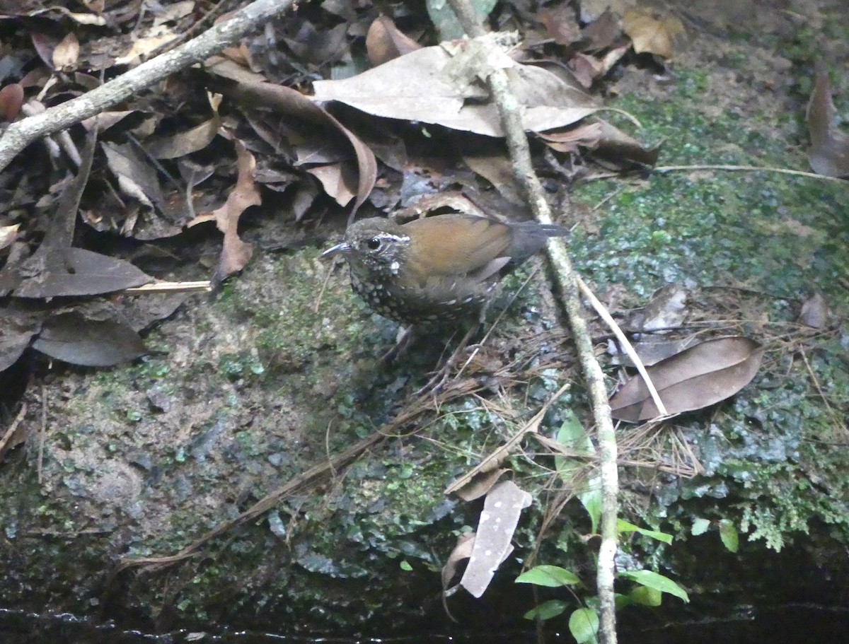 Sharp-tailed Streamcreeper - ML637361185
