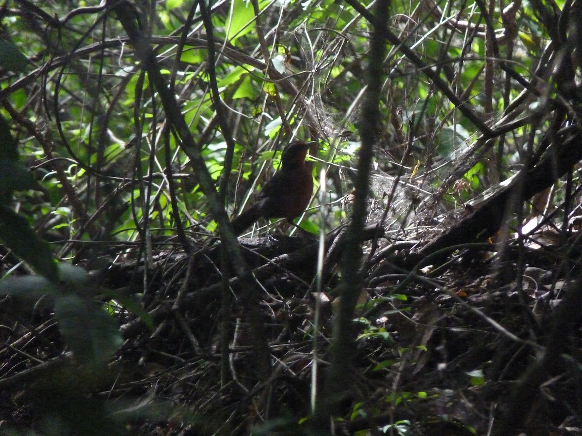 Rosy Thrush-Tanager - ML637361268