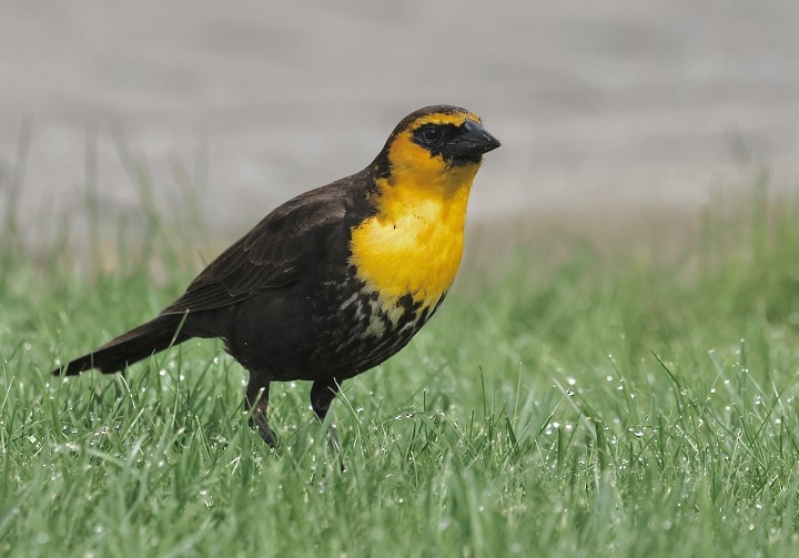 Yellow-headed Blackbird - ML637361293