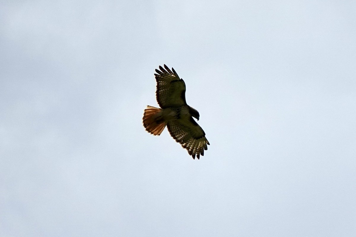 Red-tailed Hawk - ML637361310