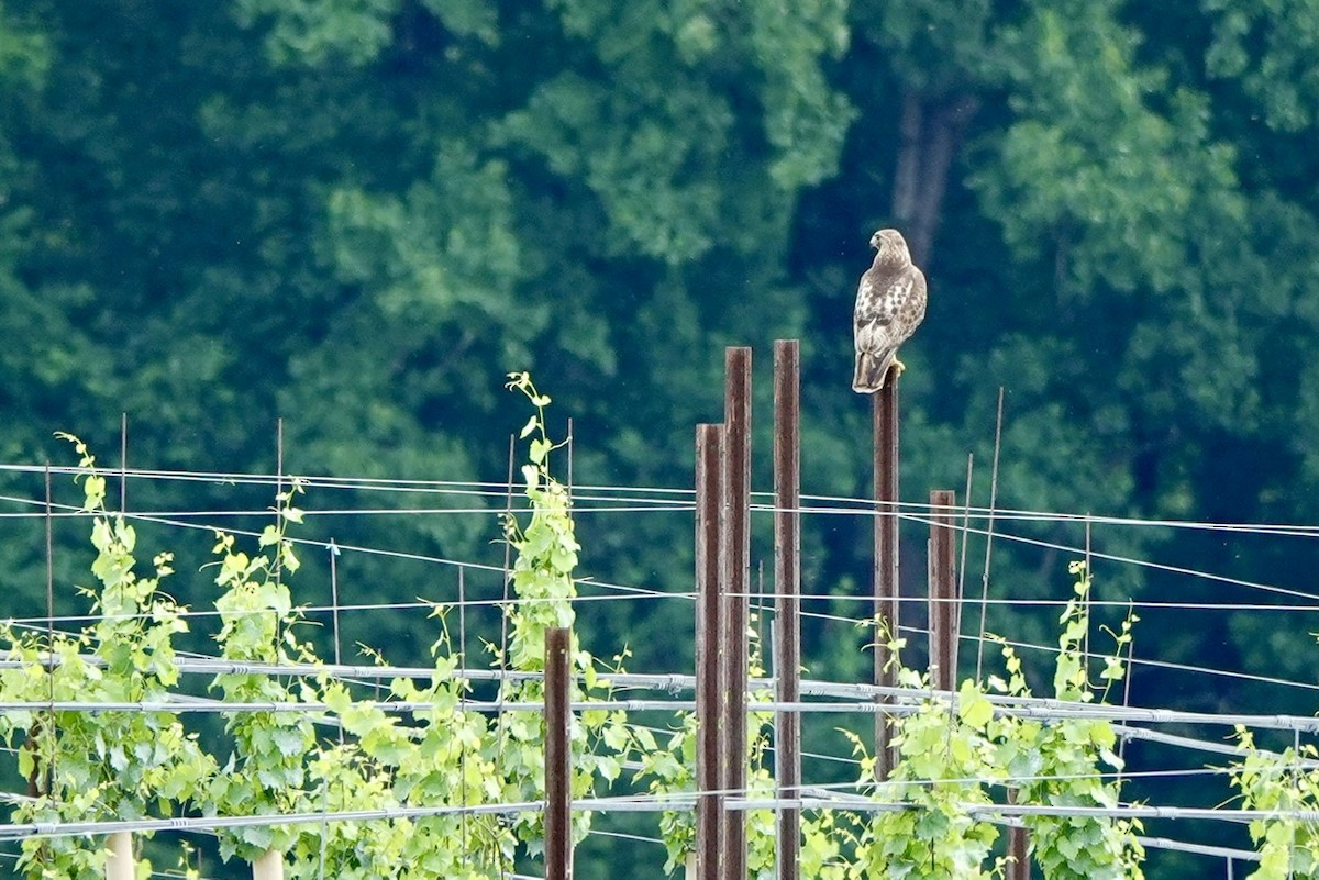 Red-tailed Hawk - ML637361311