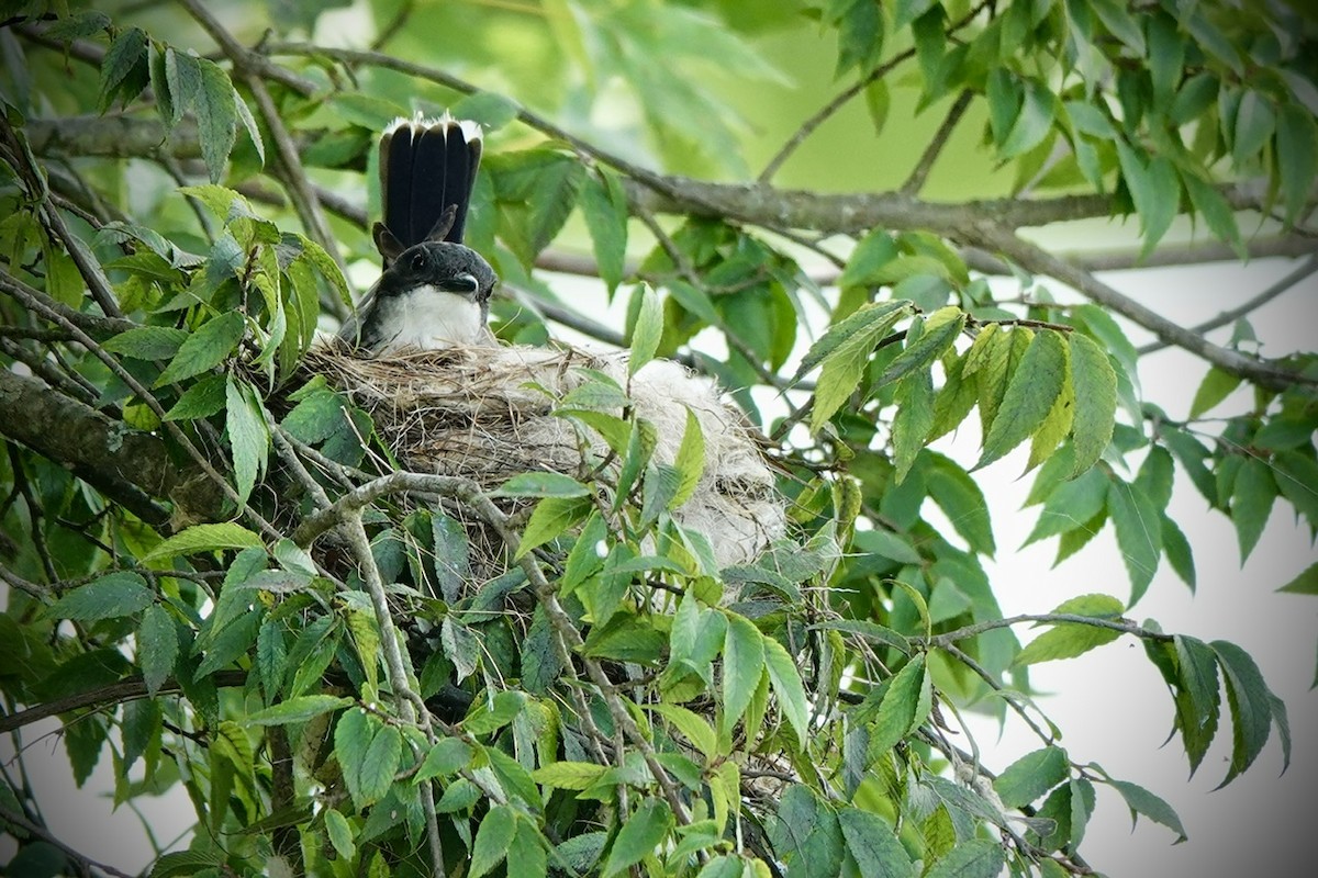Eastern Kingbird - ML637361315