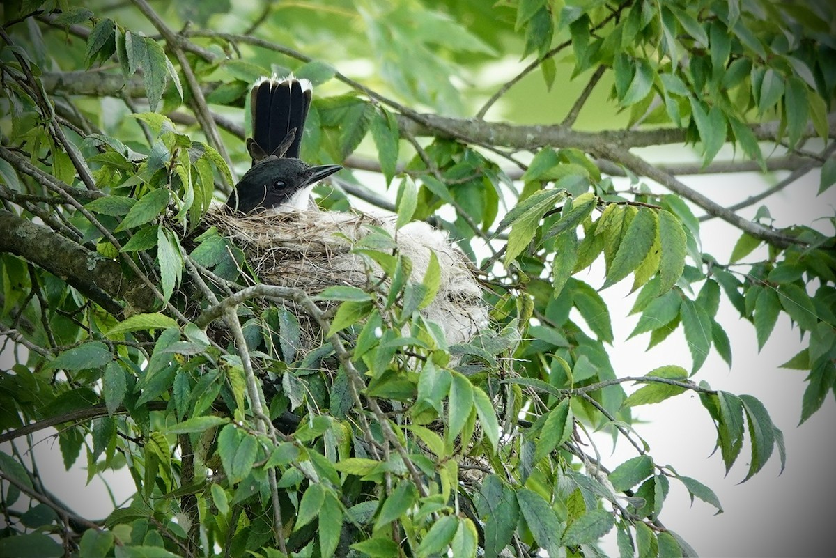 Eastern Kingbird - ML637361317