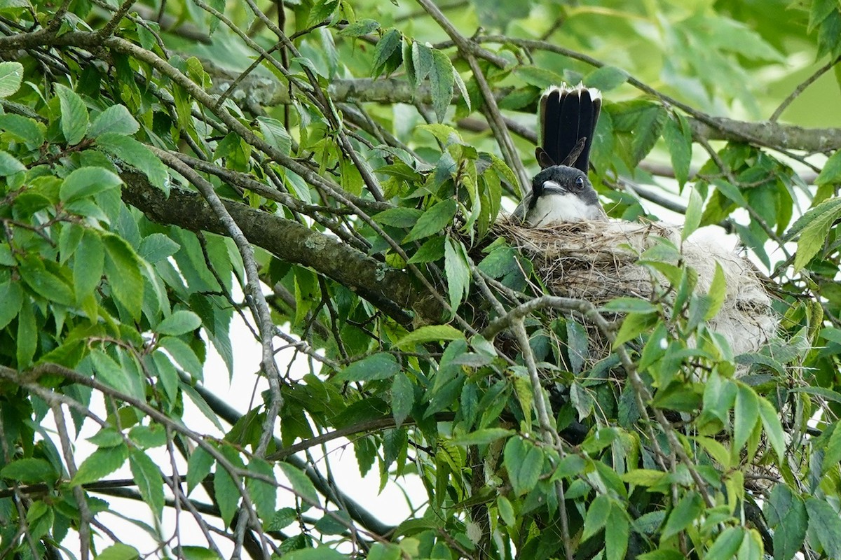 Eastern Kingbird - ML637361318