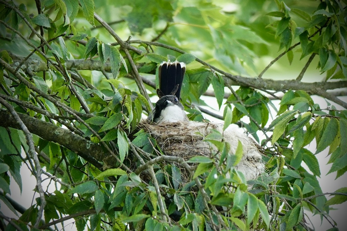 Eastern Kingbird - ML637361319