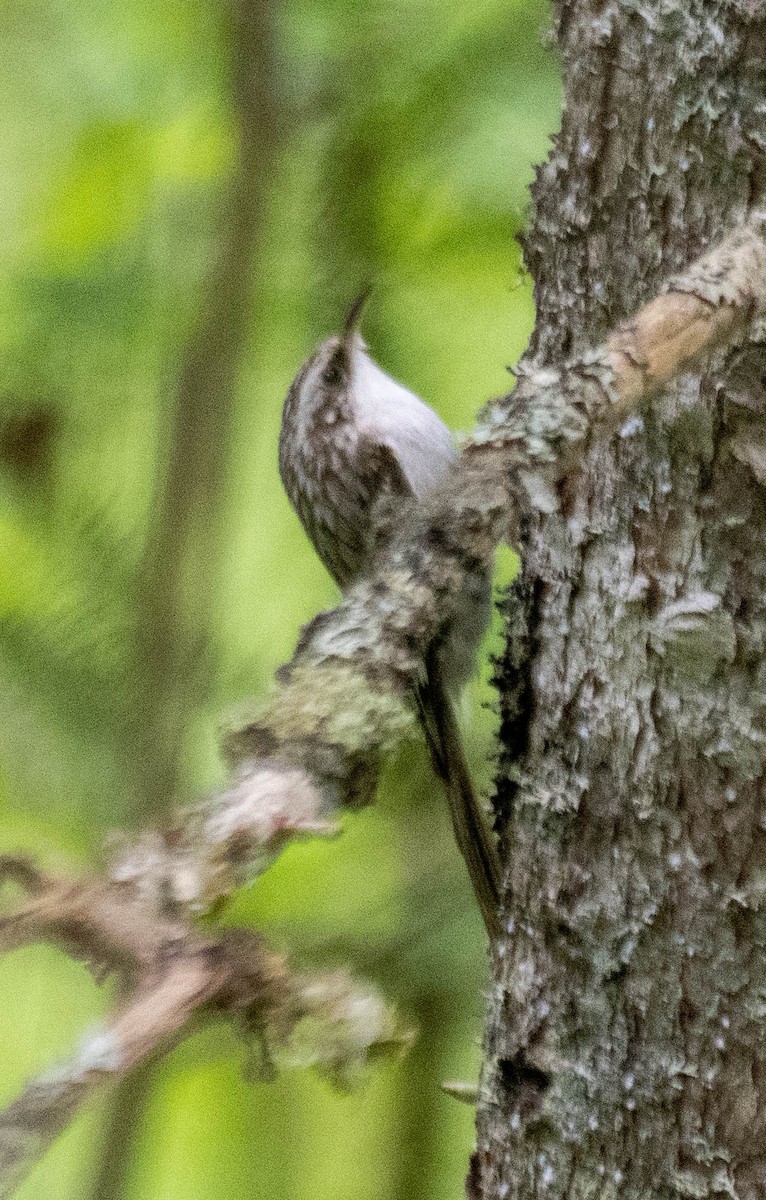 Brown Creeper - ML637361326