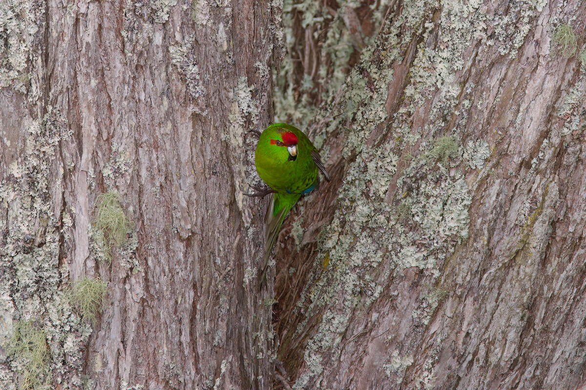 Red-crowned Parakeet - ML637361327
