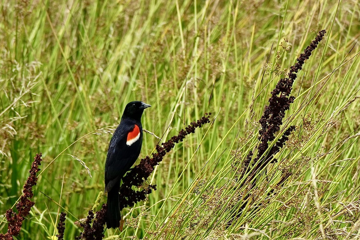 Red-winged Blackbird - ML637361331