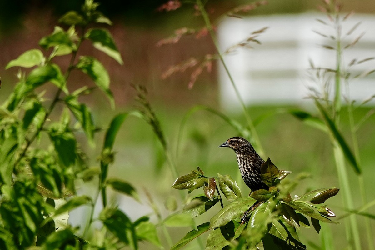 Red-winged Blackbird - ML637361332