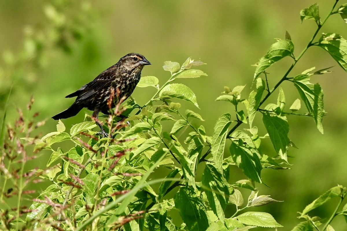 Red-winged Blackbird - ML637361333
