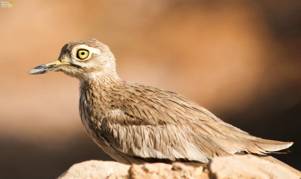 Senegal Thick-knee - ML637361368