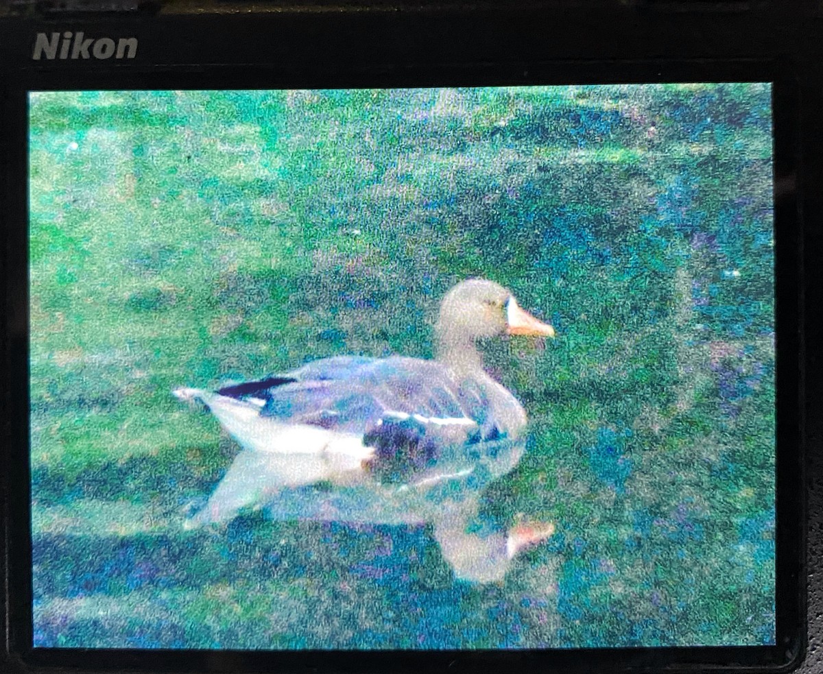 Greater White-fronted Goose - ML637361374