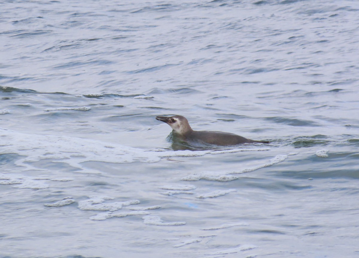 Magellanpinguin - ML637361390