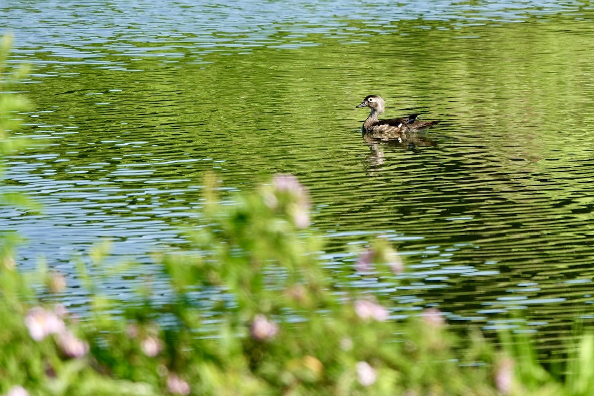 Wood Duck - ML637361397