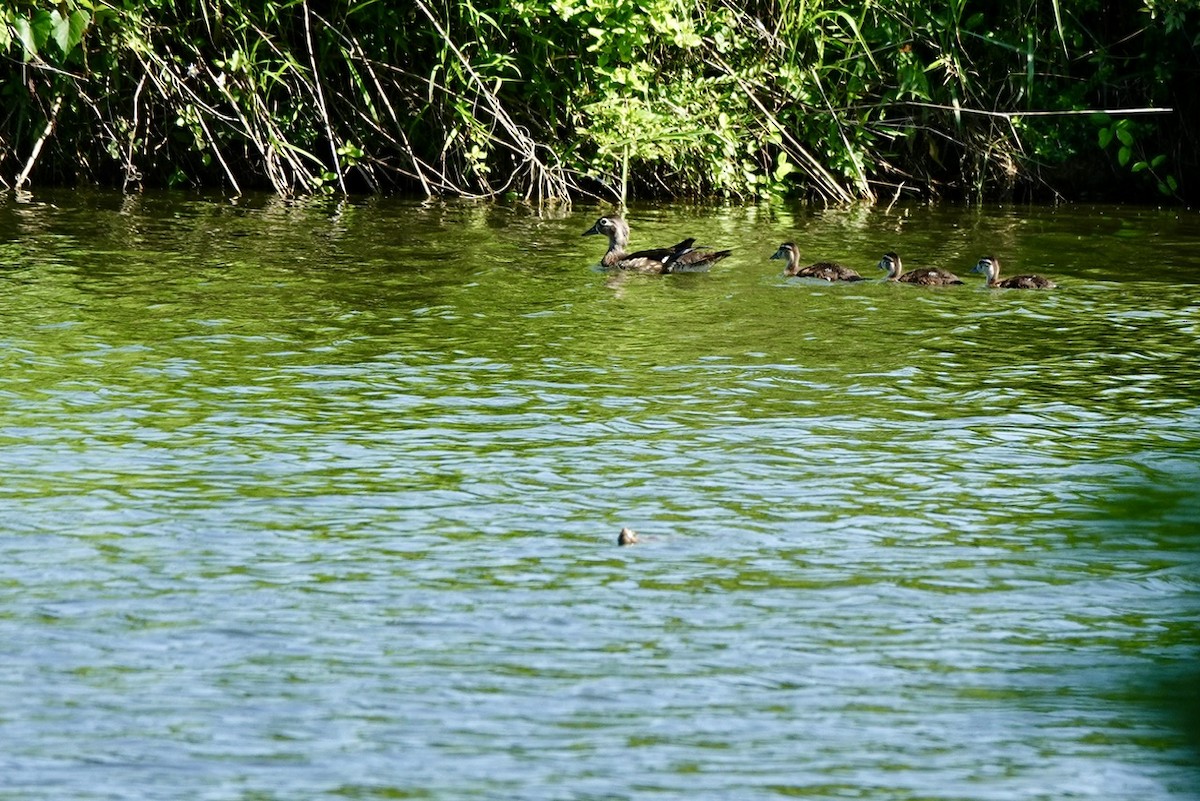 Wood Duck - ML637361398