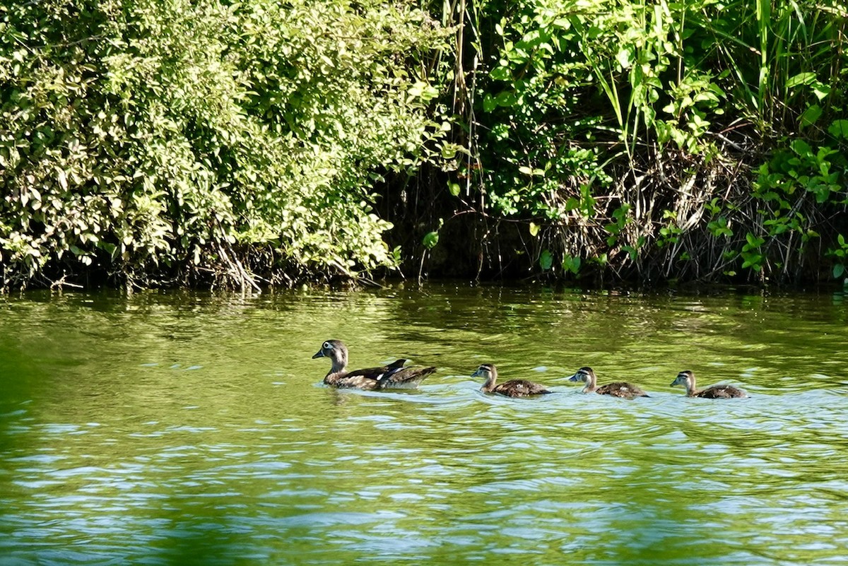 Wood Duck - ML637361399