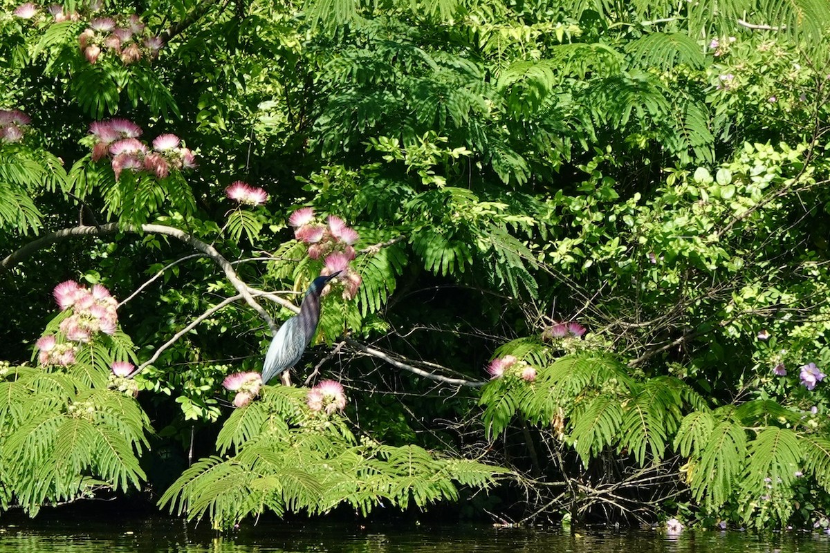 Green Heron - ML637361406