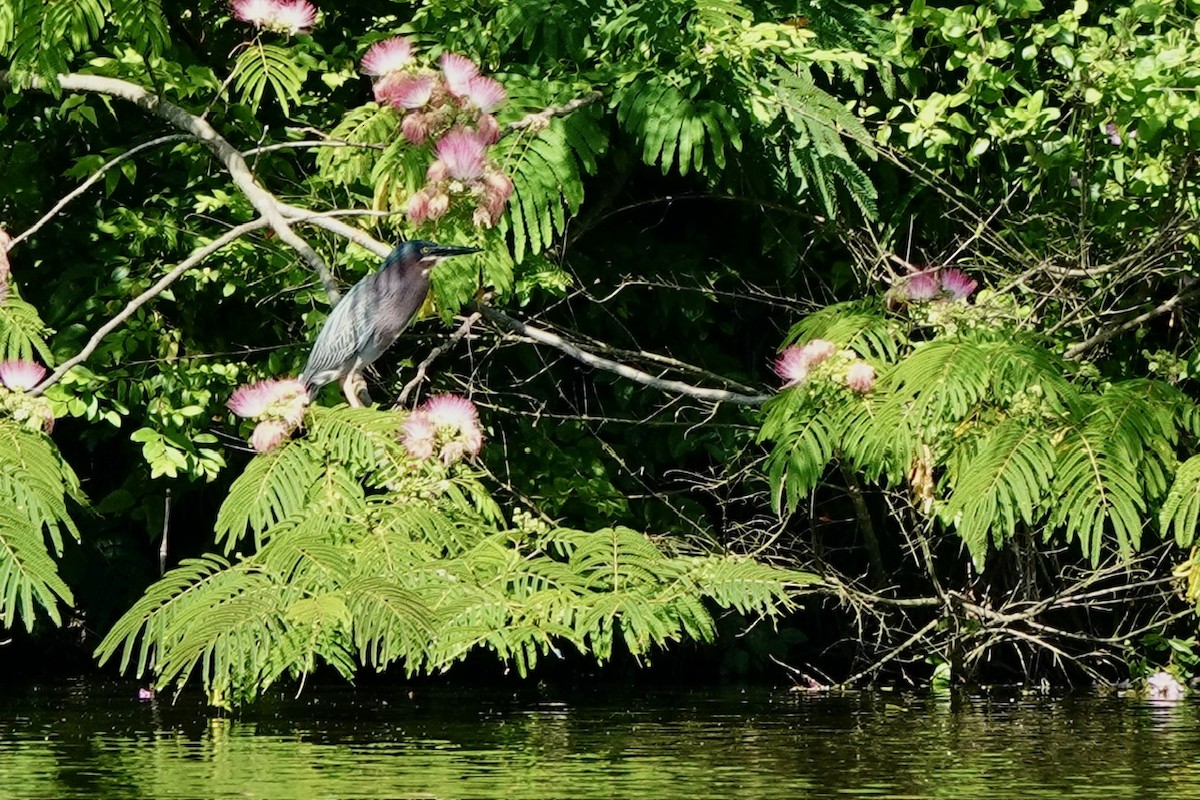Green Heron - ML637361407