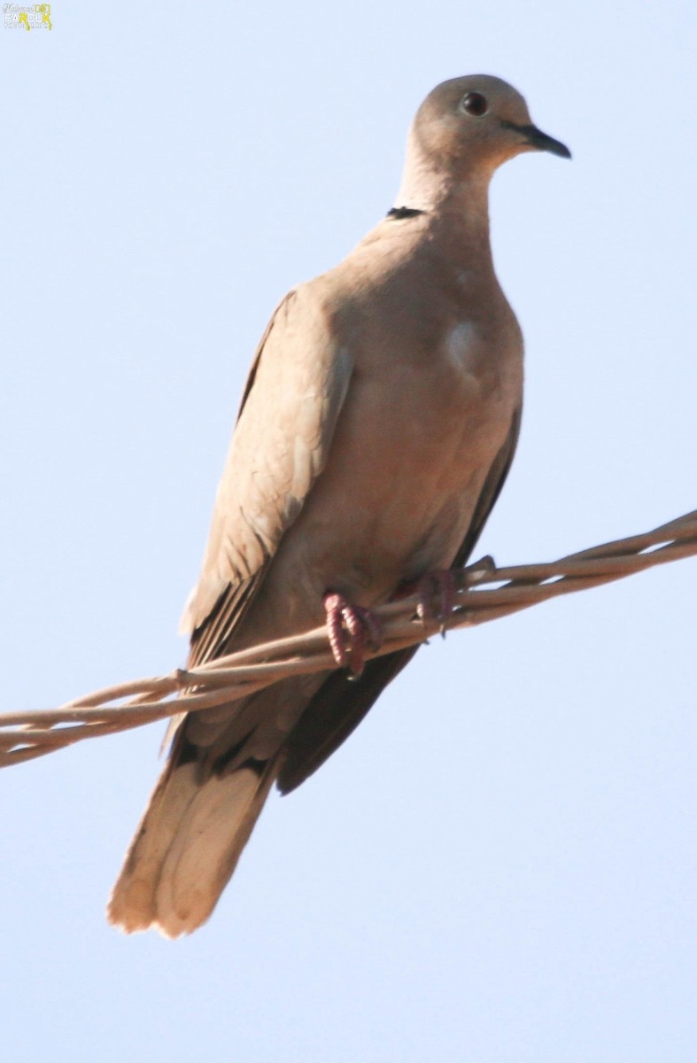 Eurasian Collared-Dove - ML637361408