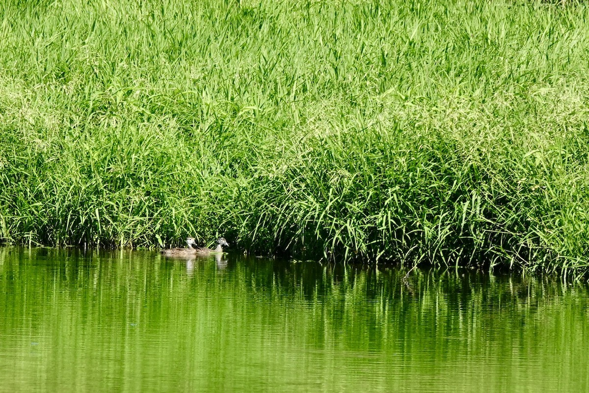 Wood Duck - ML637361490