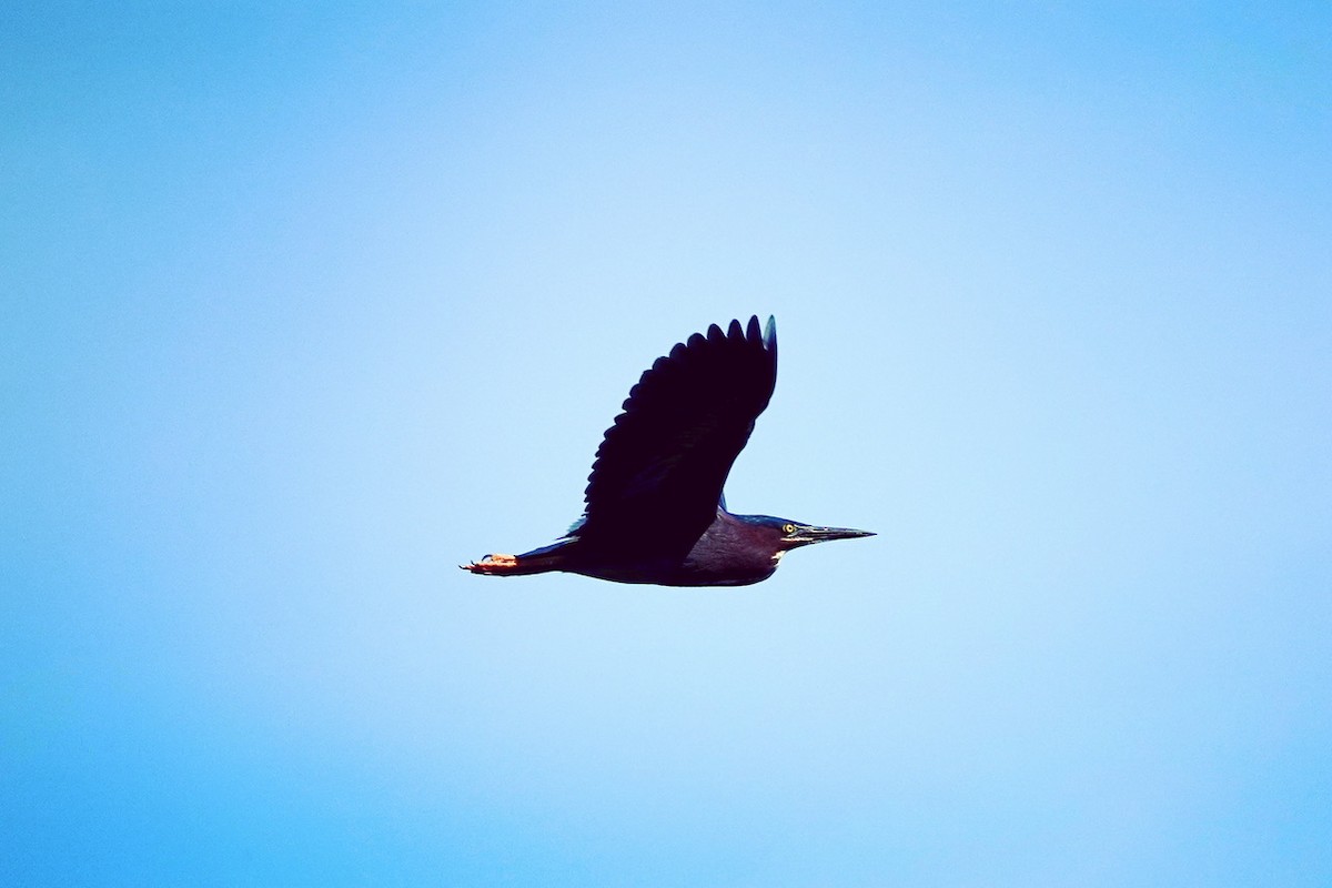 Green Heron - ML637361493