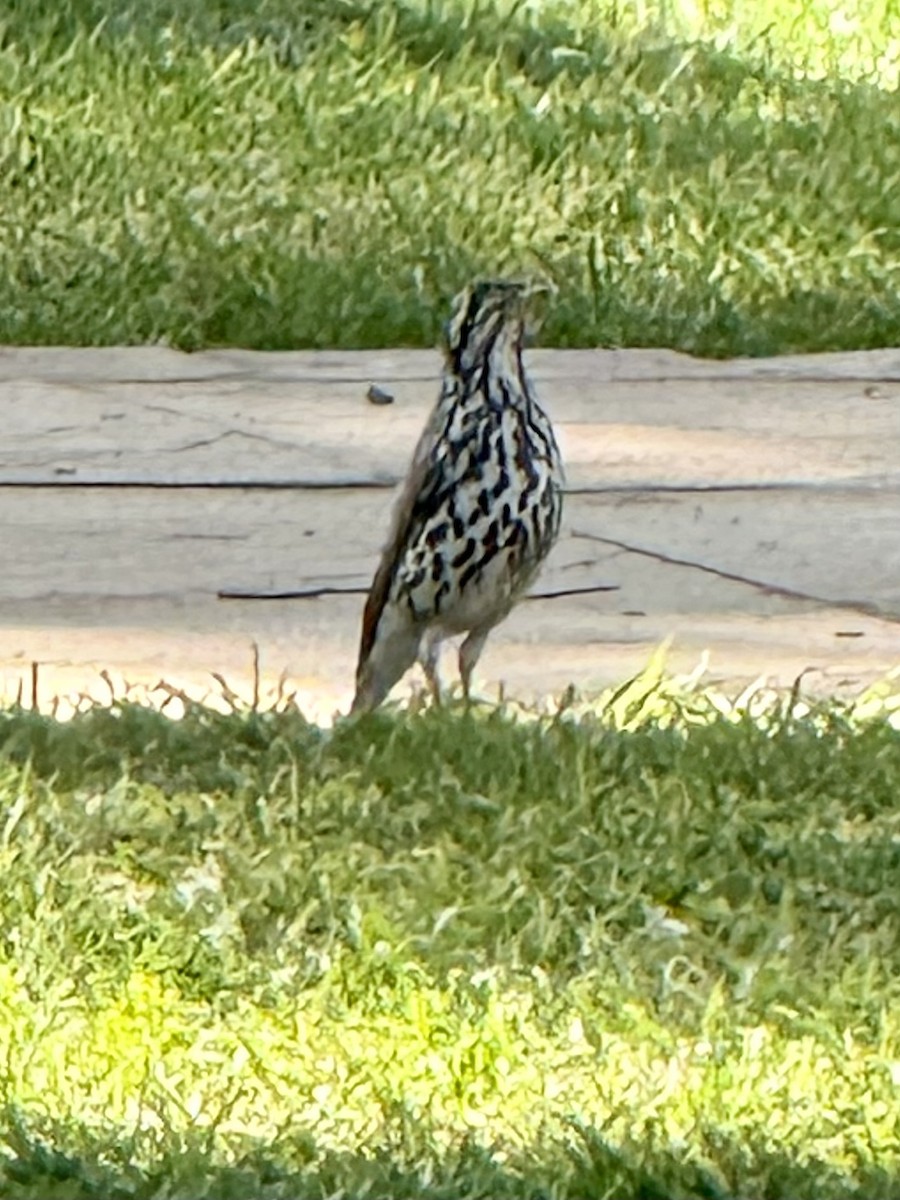 Groundscraper Thrush - ML637361495