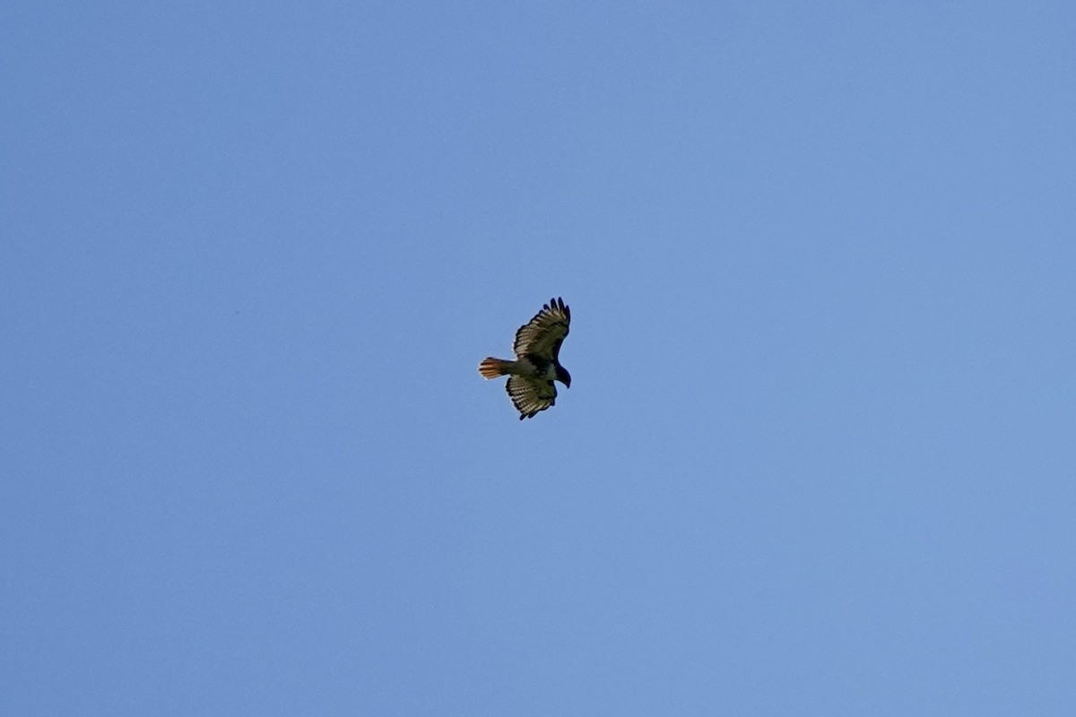 Red-tailed Hawk - ML637361499