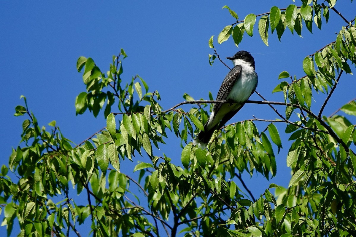 Eastern Kingbird - ML637361502
