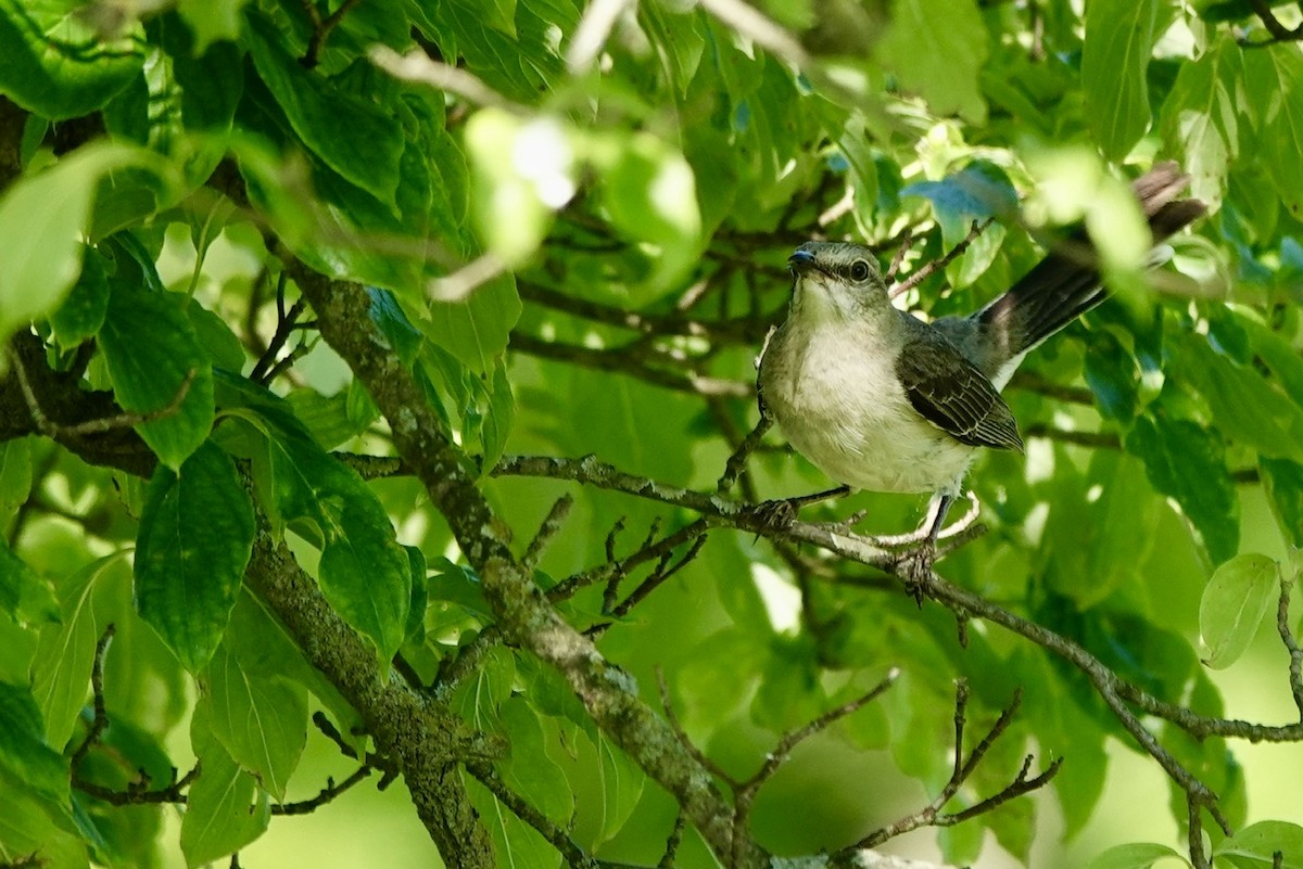 Northern Mockingbird - ML637361504