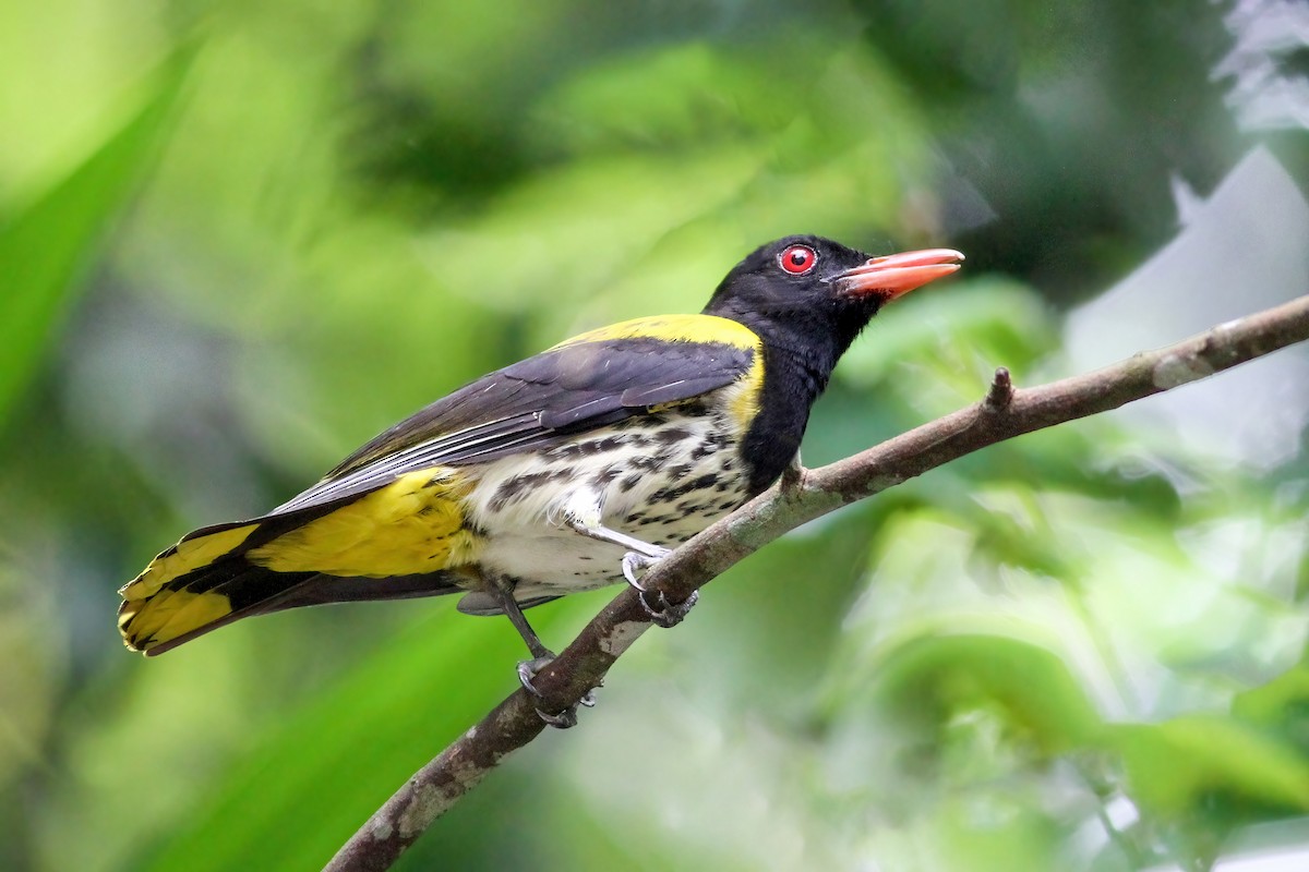 Dark-throated Oriole - ML637361519