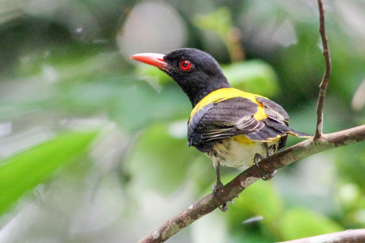 Dark-throated Oriole - ML637361521