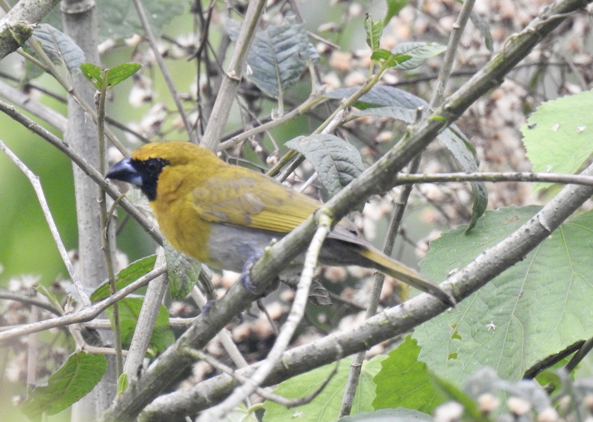 Black-faced Grosbeak - ML637361644