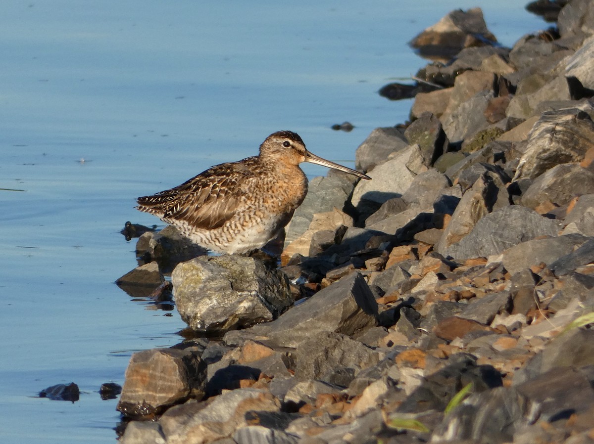 Short-billed Dowitcher - ML637361671