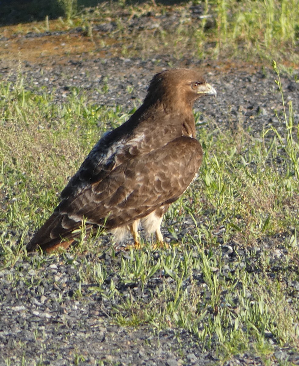 Red-tailed Hawk - ML637361675