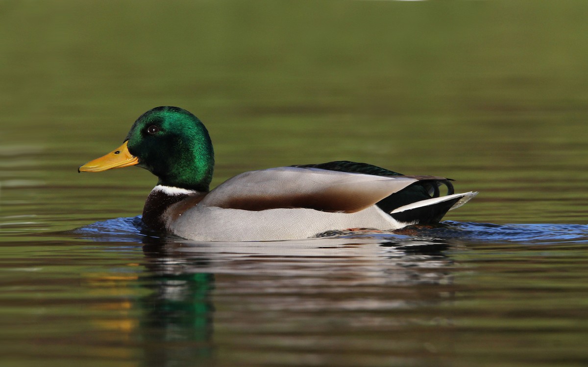 Mallard - Christoph Moning