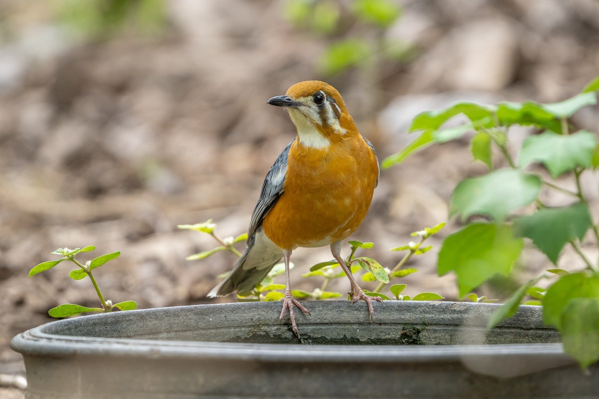 Orange-headed Thrush - ML637361715